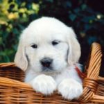 sweet_pup