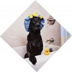 black-lab-1205960_1280