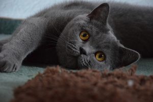 British Shorthair Cat Relaxing
