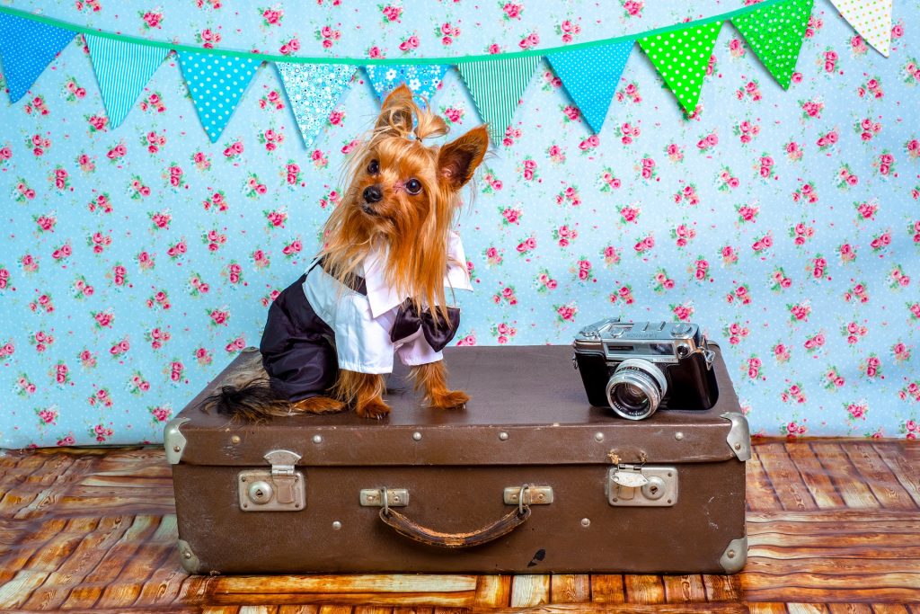 Dog Vacation Suitcase