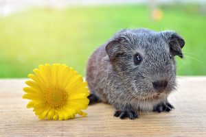 Guinea Pig Sitting